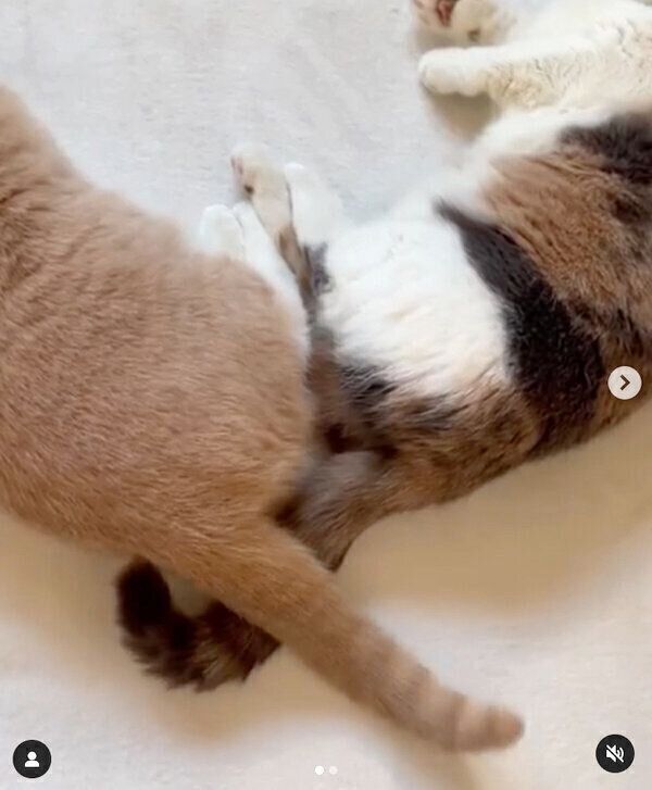 おしり同士をくっつけるネネちゃん、ララちゃん