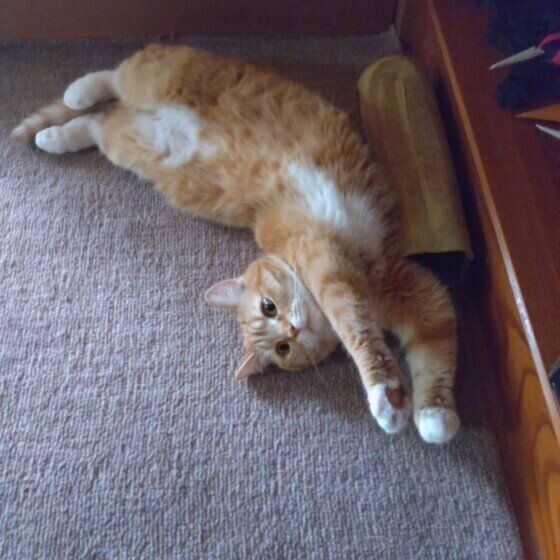 マンチカンのたまもちゃん