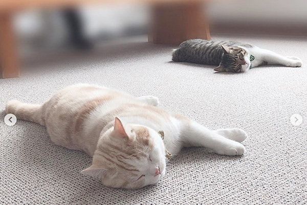 シンクロする猫