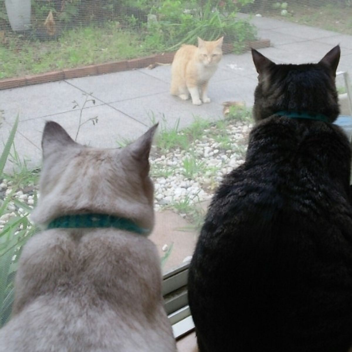 獣医師監修 先住猫がいる場合は 野良猫 を飼う際の注意点 必要なこと ねこのきもちweb Magazine 獣医師監修 先住猫がいる場合は 野良猫 を飼う際の注意点 必要なこと ねこのきもちweb Magazine