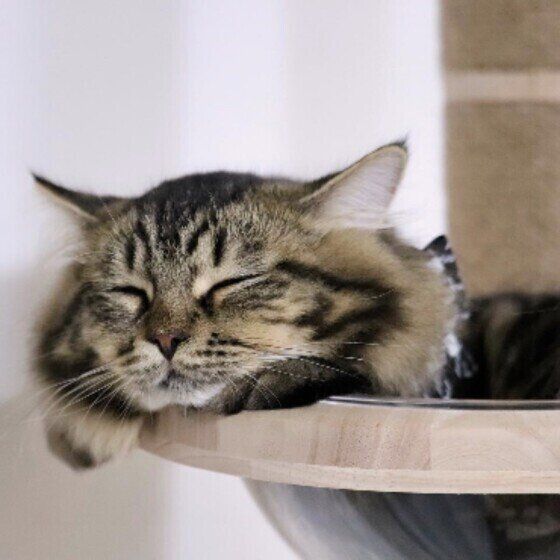 サイベリアンのとらまるくん♪