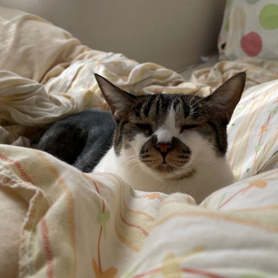 薄目を開けるでんすけくん