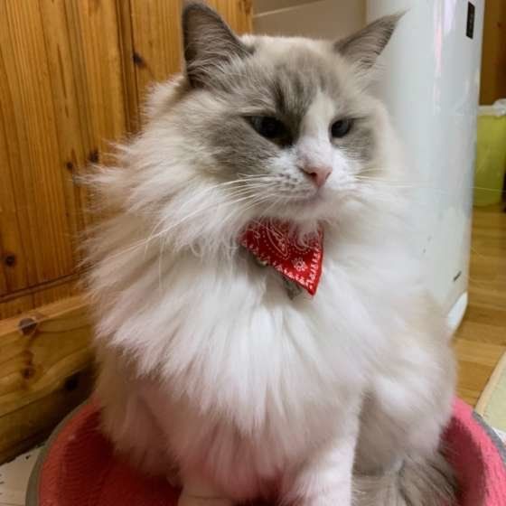 ラグドールのららちゃん