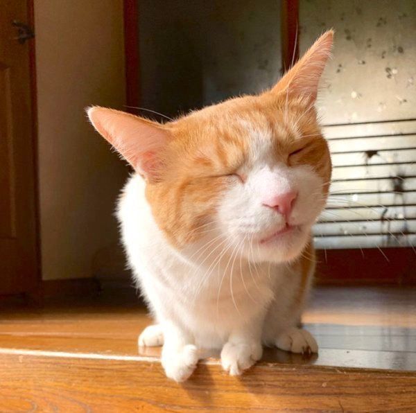 ちゅ〜るを食べる猫