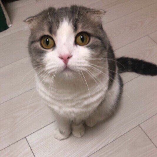 こちらを見上げるスコのくうちゃん