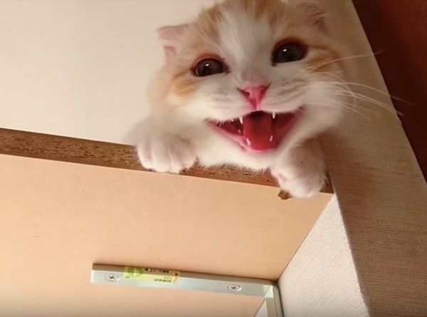 ぴゃぁ〜と鳴くにゃんこ