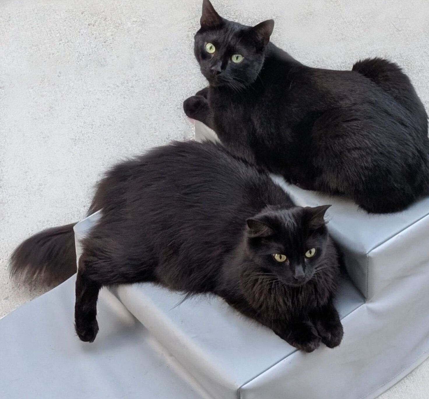 まったりするベアくん、モアちゃん