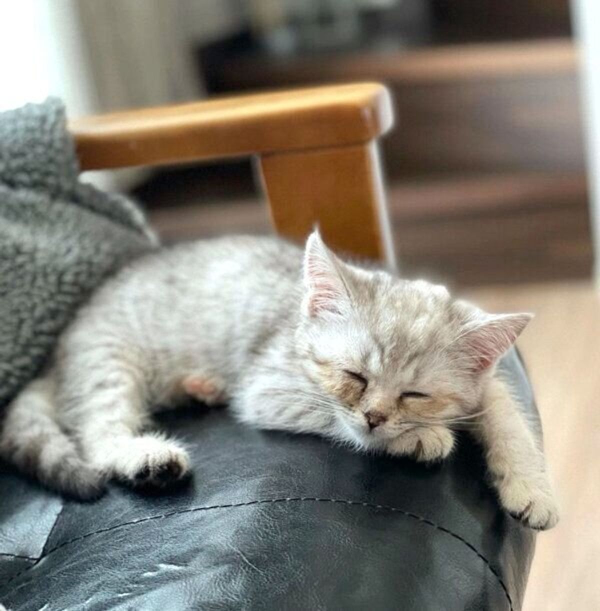 威嚇ポーズが 嘘みたいな可愛さ と話題の保護子猫 立派にオラつく姿に笑っちゃう ねこのきもちweb Magazine 威嚇ポーズが 嘘みたいな可愛さ と話題の保護子猫 立派にオラつく姿に笑っちゃう ねこのきもちweb Magazine