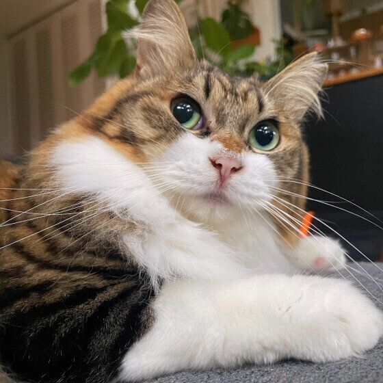 上を見つめる長毛猫