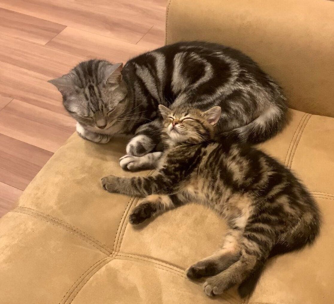 先住猫のあんこくんともなかくん