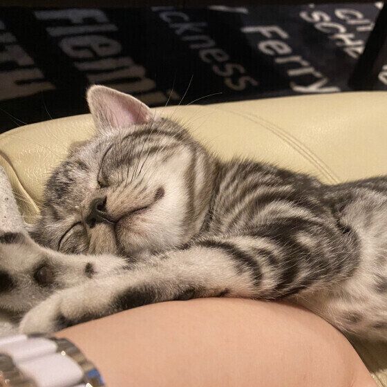 添い寝アメリカンショートヘア