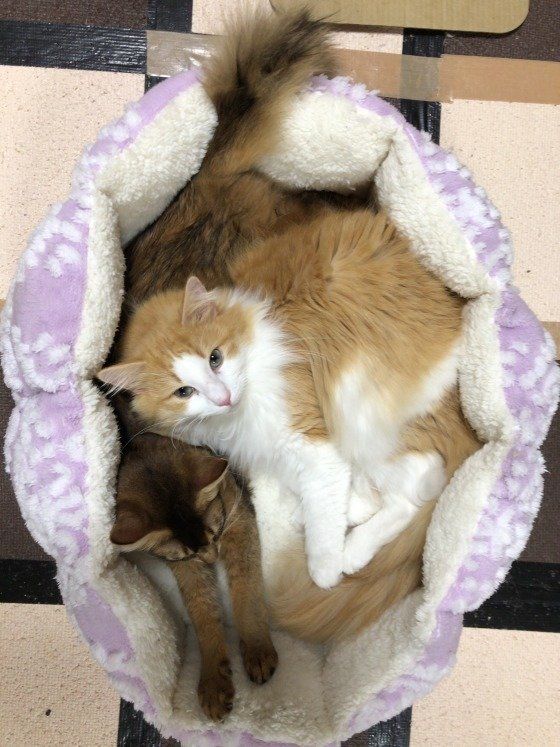 くっついて寝ている猫2匹