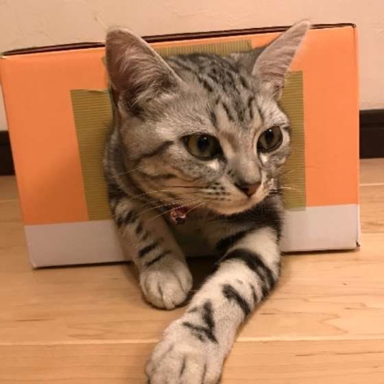 楽しそうに遊ぶアメリカンショートヘア