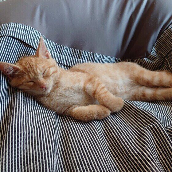 ソファでくつろぐ茶トラ