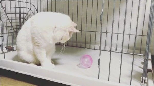 ボール大好きニャンコ