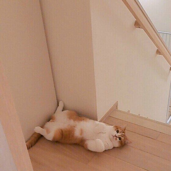 スコティッシュフォールドのもなかくん