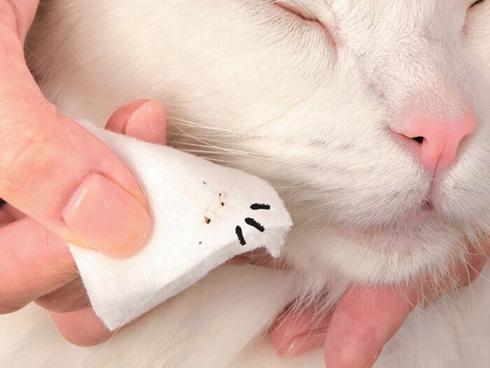 乾いたコットンで目ヤニを取られる猫