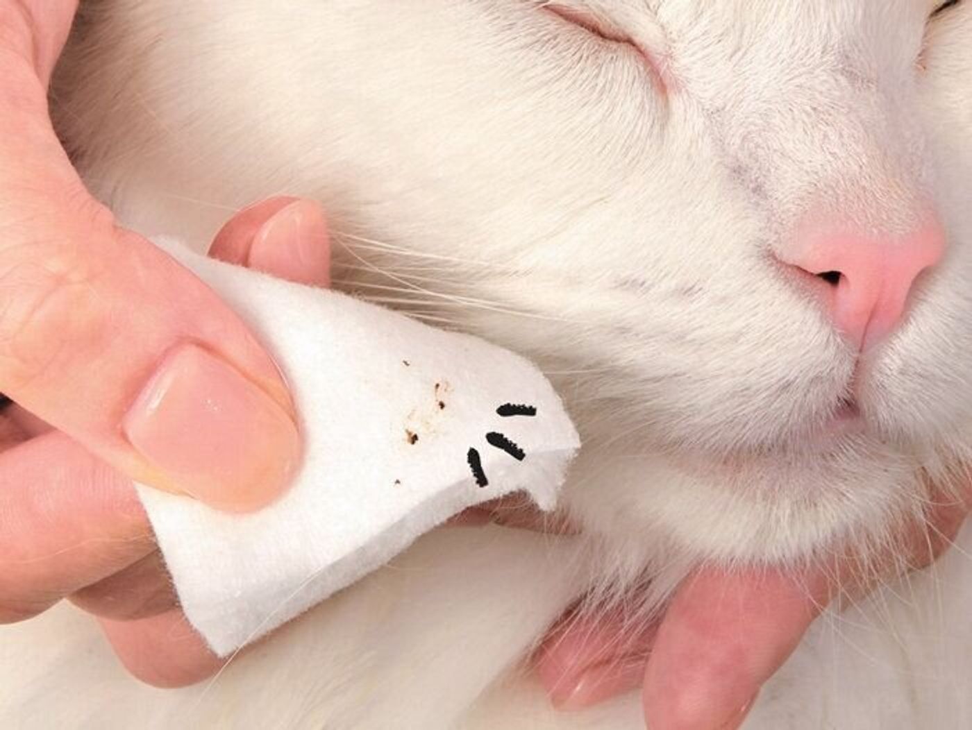コットンでササッと簡単 猫の目ヤニ 目元の汚れのお手入れ法 ねこのきもちweb Magazine コットンでササッと簡単 猫の目ヤニ 目元の汚れのお手入れ法 ねこのきもちweb Magazine