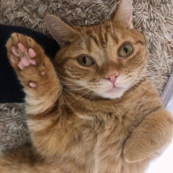 マンチカンのきなこちゃん