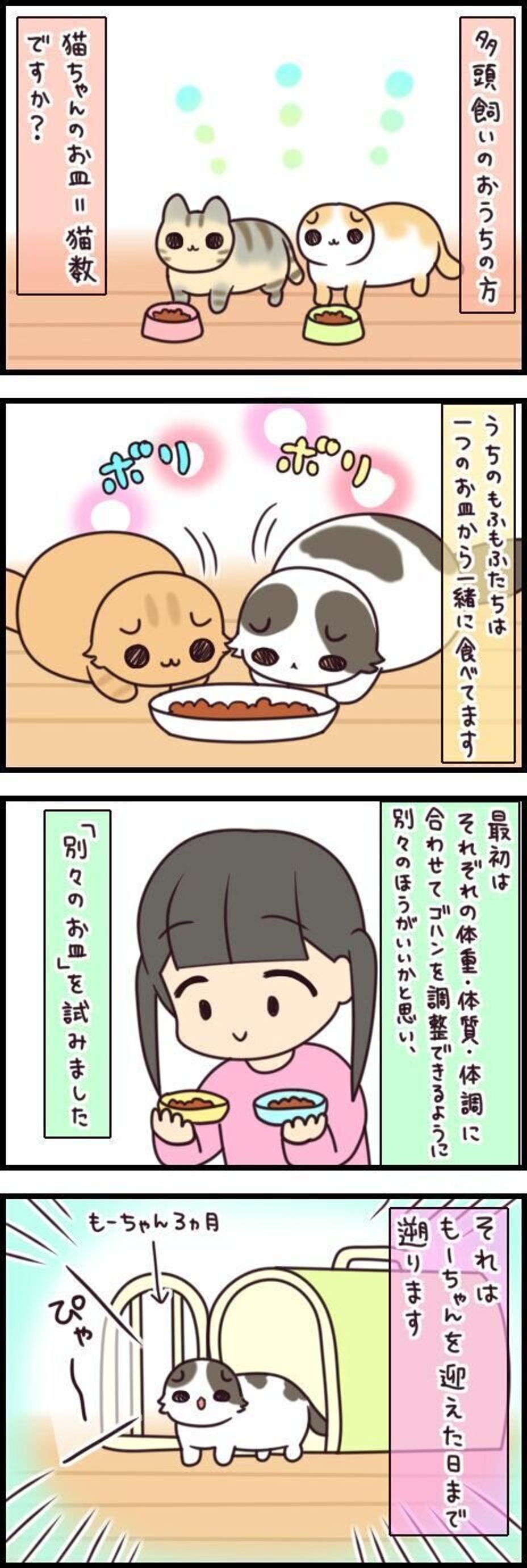 多頭飼いのご飯事情 分ける いっしょにする もふもふスコたん Vol 124 ねこのきもちweb Magazine 多頭飼いのご飯事情 分ける いっしょにする もふもふスコたん Vol 124 ねこのきもちweb Magazine