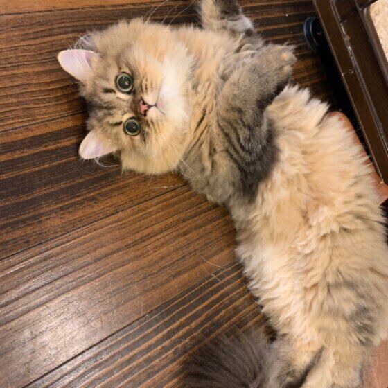 寝転がるペルシャ