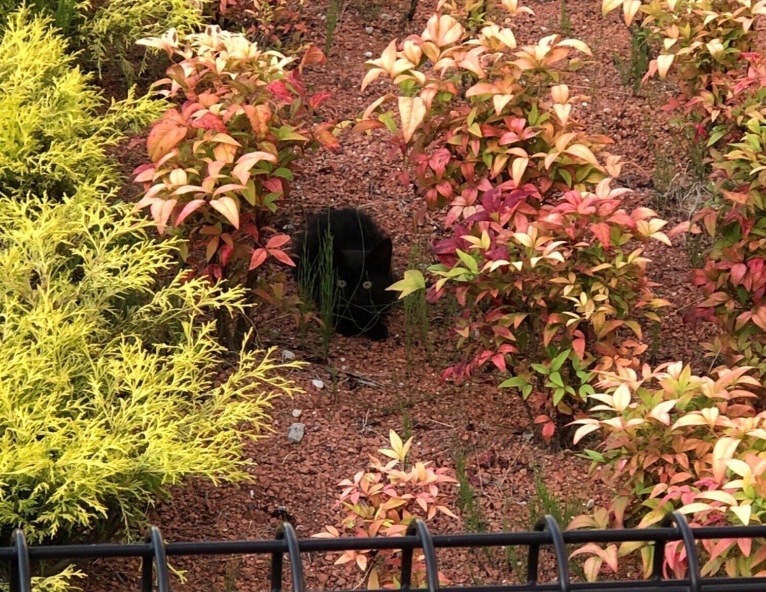 外で暮らしていたときのシャオくん