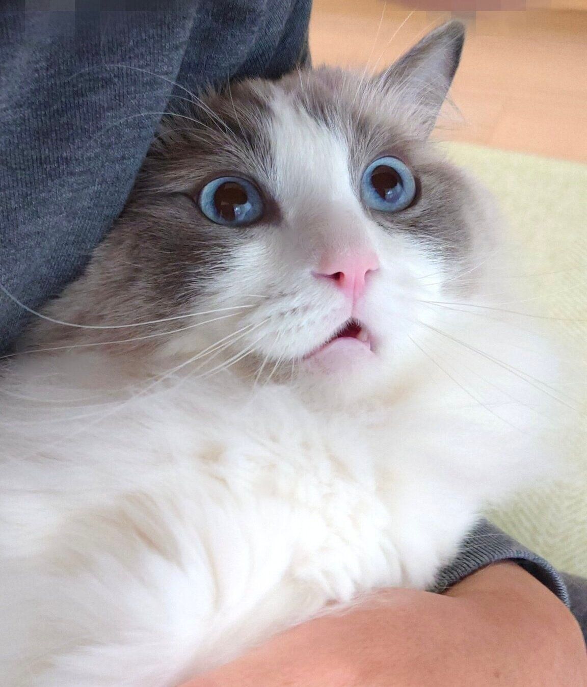 また別の日の「パパに抱っこされたとき」のミントくん