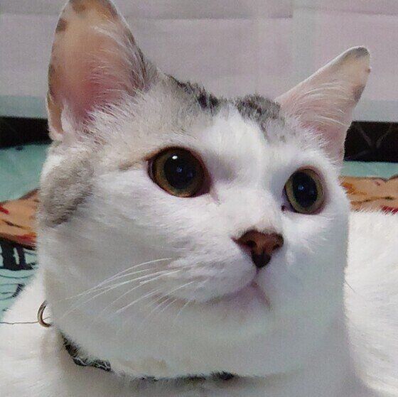 お誕生日のミルキーくん