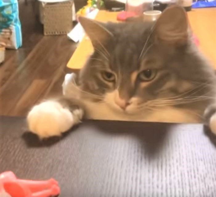 おもちゃで遊ぶノルウェージャンフォレストキャット