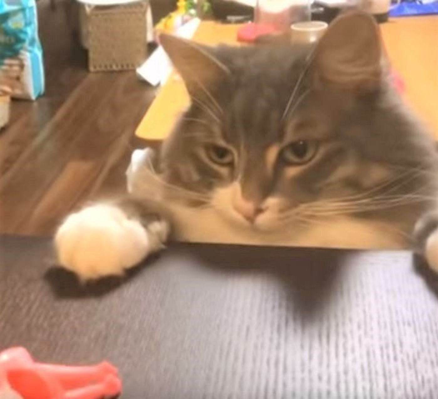 そのおもちゃ欲しいにゃ 赤ちゃんのおもちゃに興味津々な猫のかわいい行動 ねこのきもちweb Magazine そのおもちゃ欲しいにゃ 赤ちゃんのおもちゃに興味津々な猫のかわいい行動 ねこのきもちweb Magazine