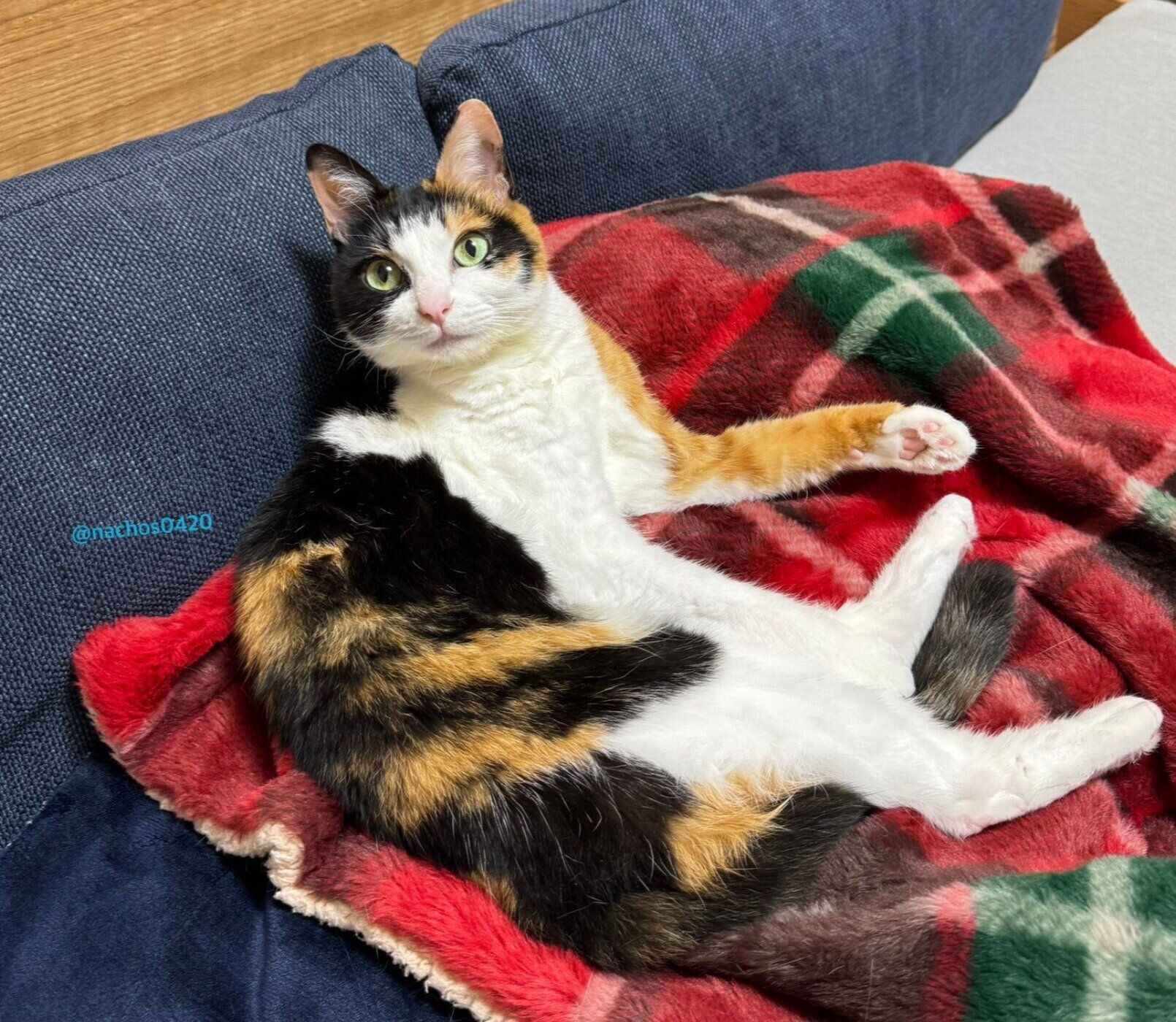 ソファで優雅にくつろぐなっちゃん