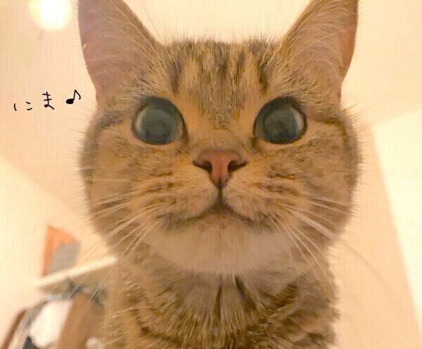 見つめるきなこちゃん