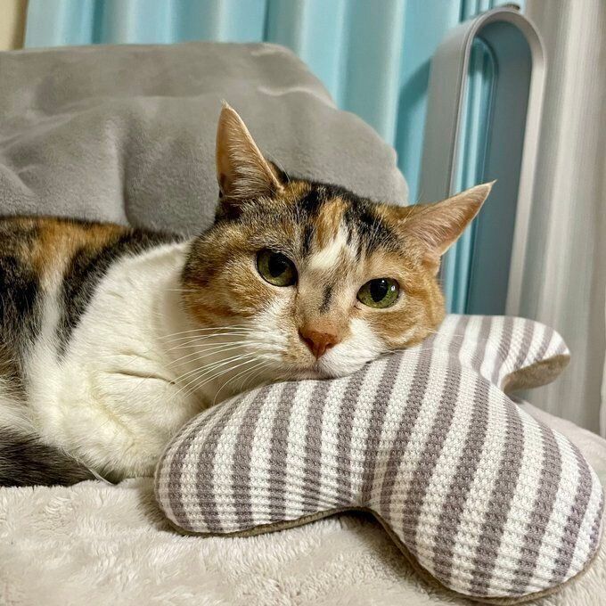 新しい枕に頭を乗せるはなちゃん