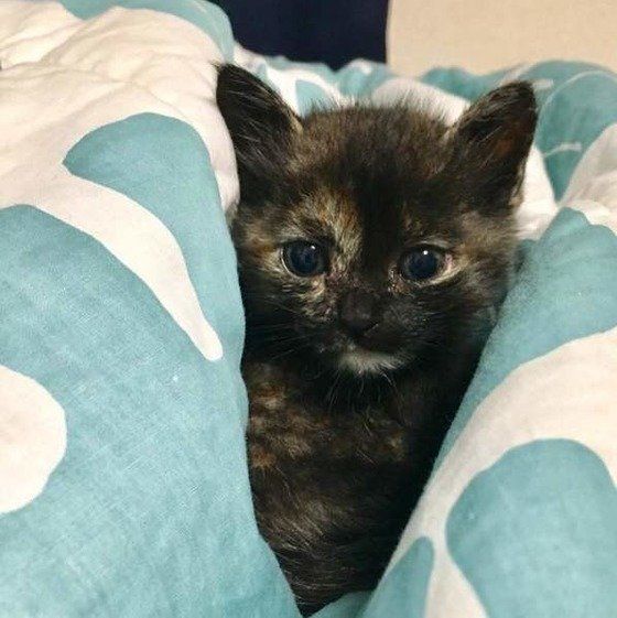 ねこのきもち投稿写真ギャラリー