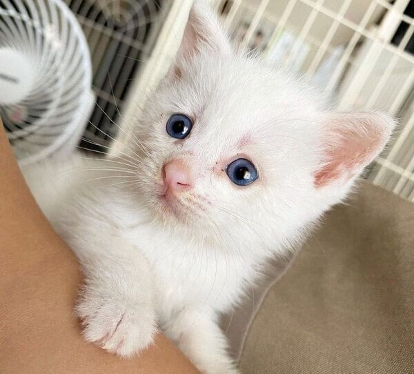 見つめるコハクさん