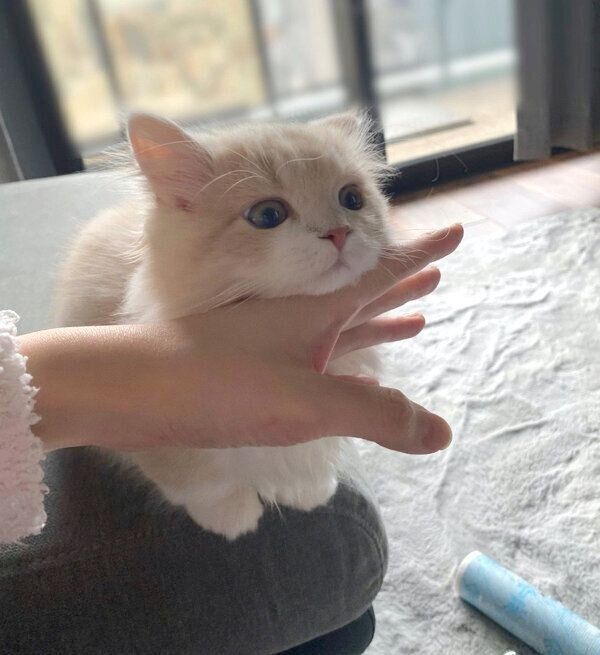 机に乗るのを止められたビジュちゃん