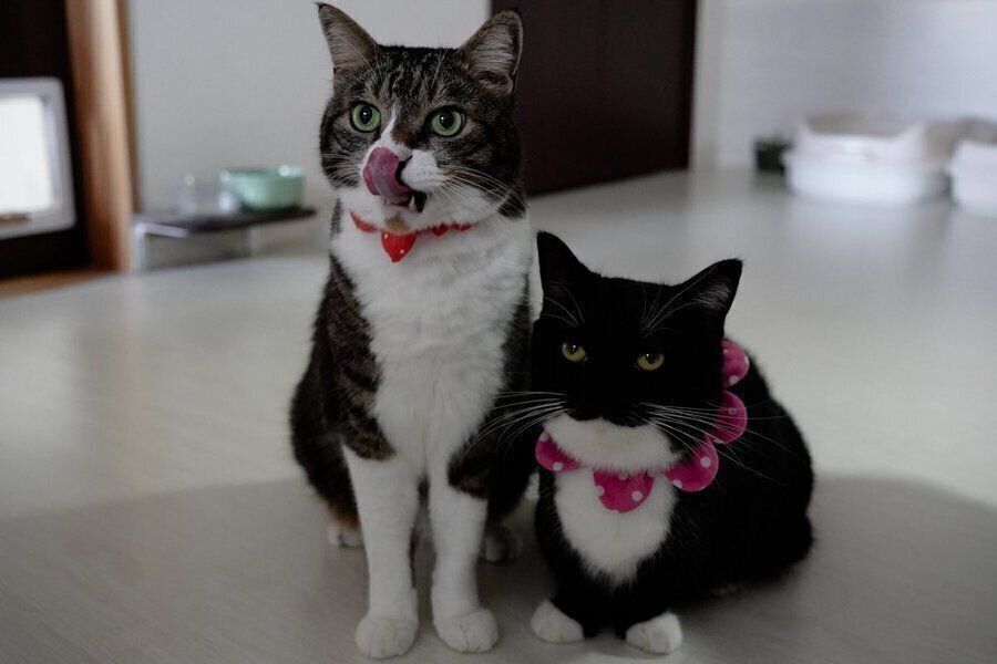 あおばくんとうにくん