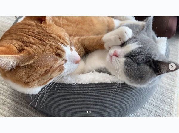 一緒に眠るいなりくんとおそばちゃん