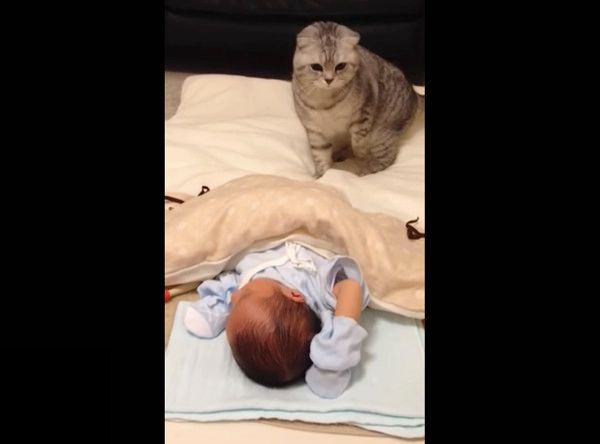 初めての赤ちゃんにビックリするニャンコ