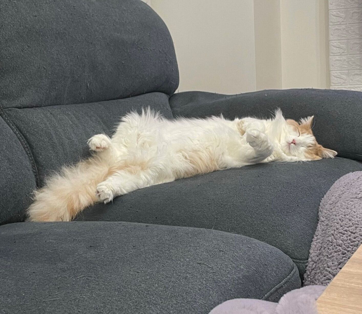 ソファで眠る博士くん