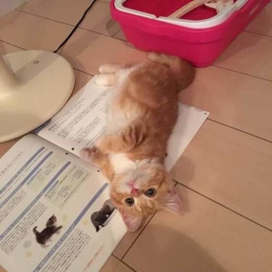 ゴロゴロするスコティッシュフォールド