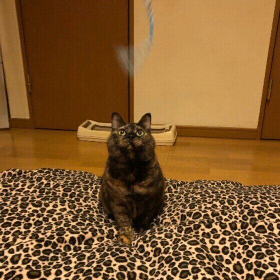 おもちゃにジャンプしようとするサビ猫