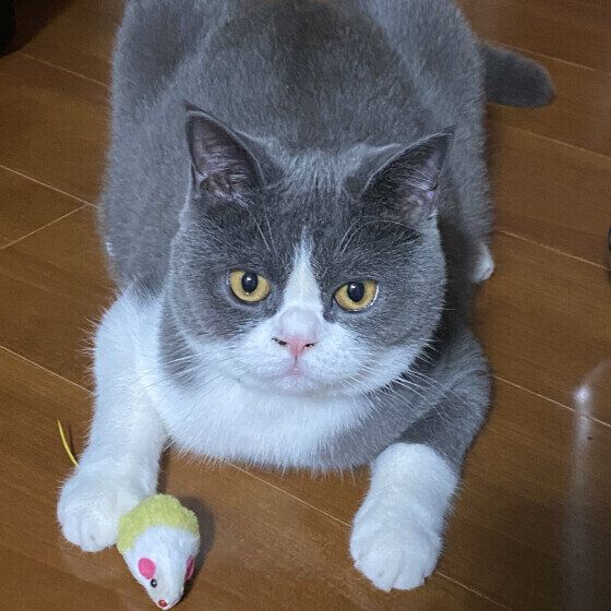ブリティッシュショートヘアの路空くん