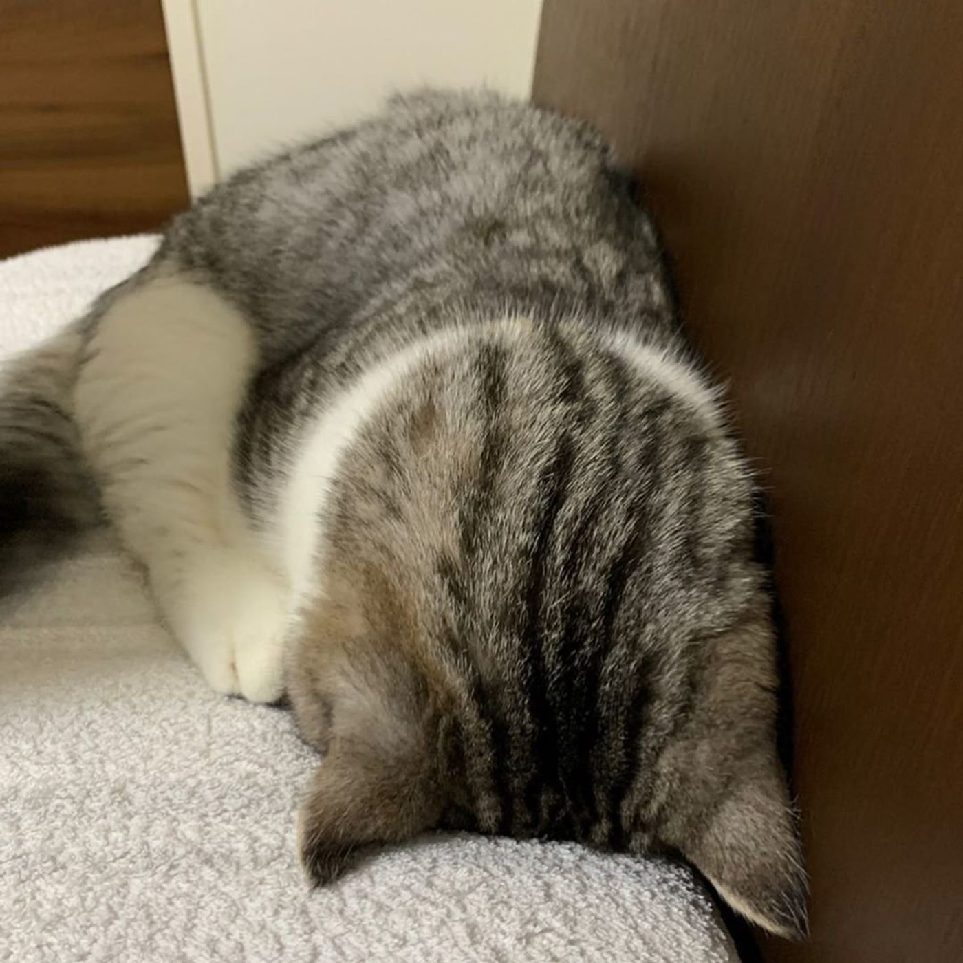 どうしてこんなポーズになるの ごめん寝 する可愛い猫たち ねこのきもちweb Magazine どうしてこんなポーズになるの ごめん寝 する可愛い猫たち ねこのきもちweb Magazine