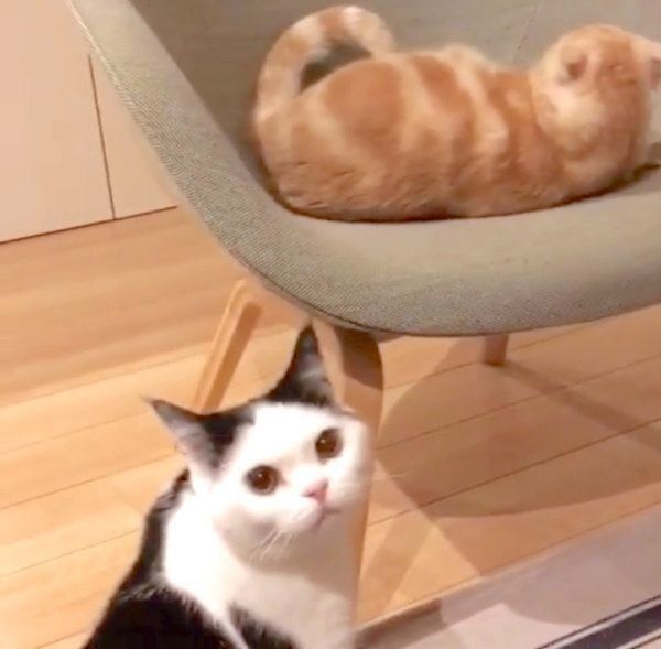 猫パイセンをガン見するブリティッシュショートヘア