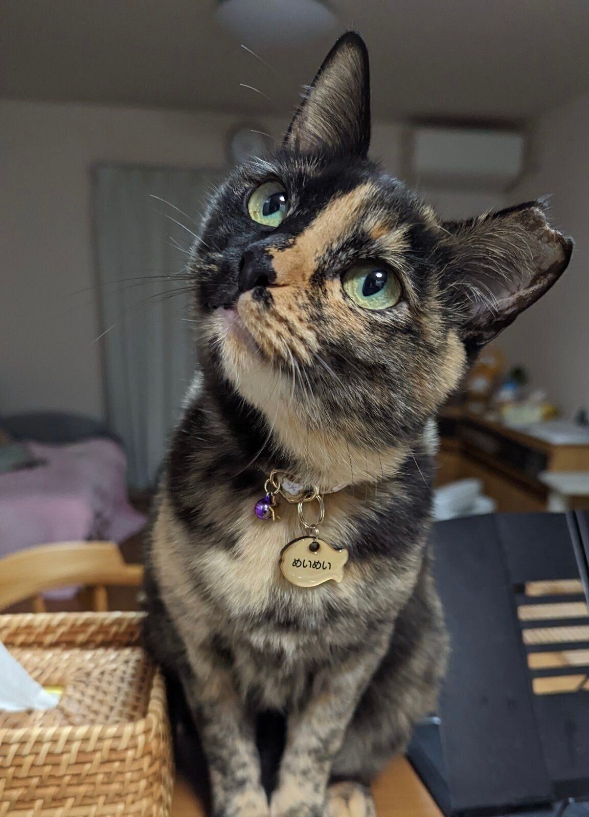 飼い主さんが料理を始めると、キッチンカウンターに飛び乗り“おしゃべり”をしながら見守るめいめいちゃん。「一体何を話しているのかな？」と飼い主さん。