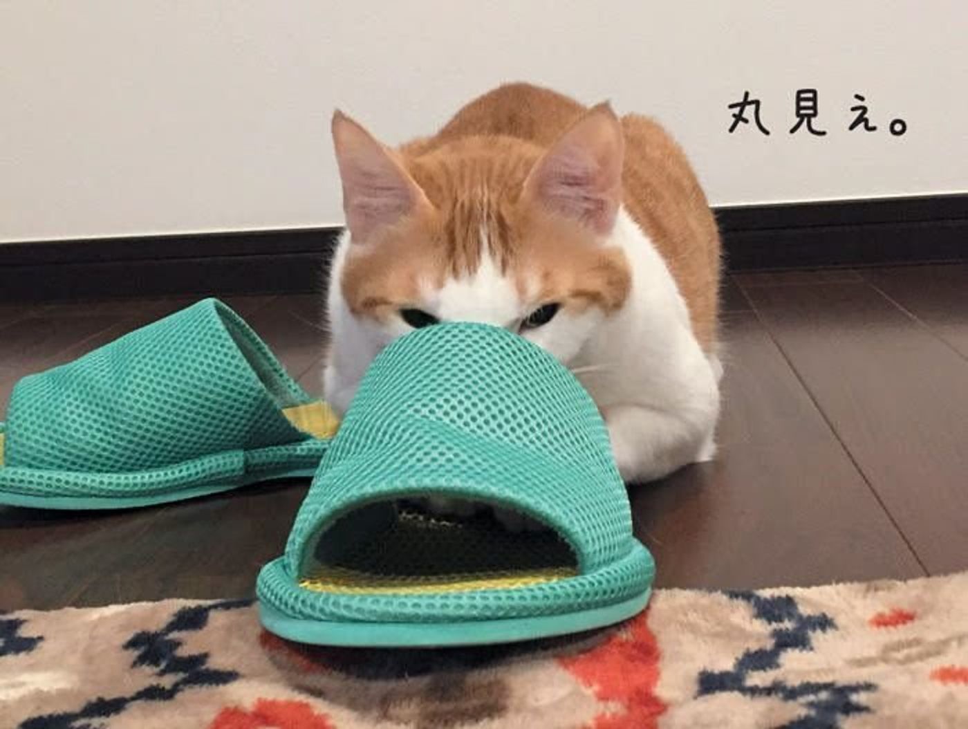 猫は隠れるのが 下手 ってホント ねこのきもちweb Magazine 猫は隠れるのが 下手 ってホント ねこのきもちweb Magazine