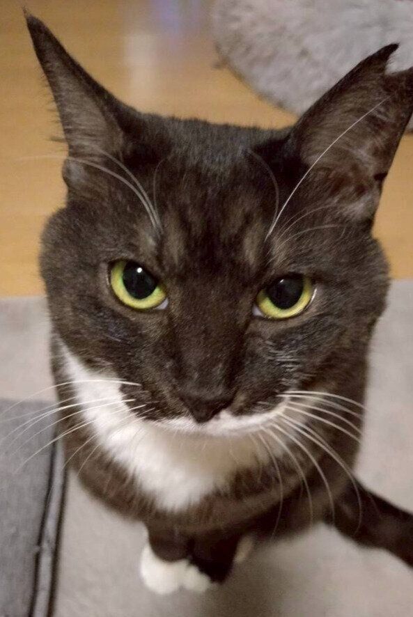 飼い主を見上げる猫