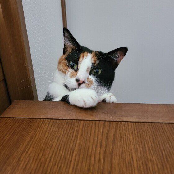 見つめる三毛猫