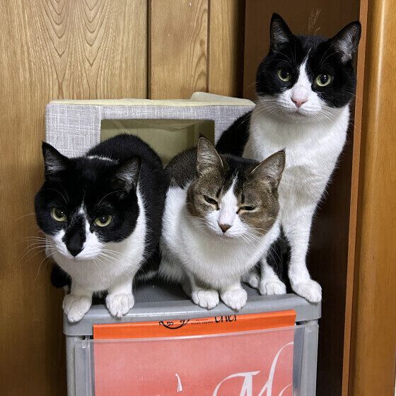 エアコンの風にあたる3匹の猫